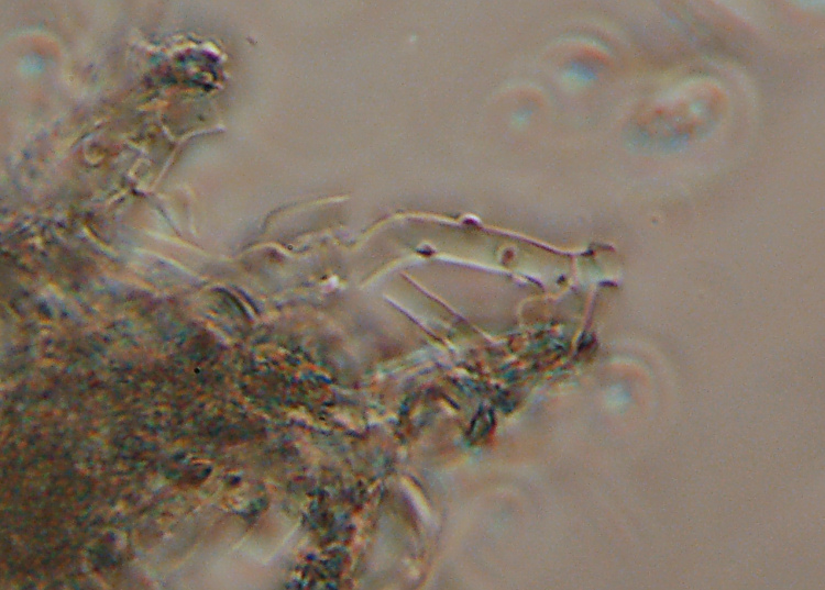 Due croste forse una su abete-foto0555(Hyphoderma setigerum)